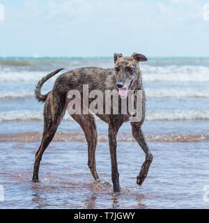 Lurcher Hund am Strand im Meer Stockfoto