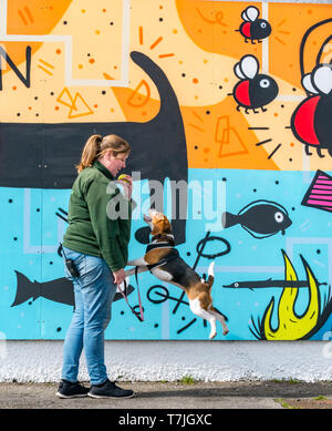 Edinburgh Hund & Katze Home Wandbild Enthüllung von Studio N Name mit Beagle springen für Kugel-, Seafield Promenade, Edinburgh, Schottland, Großbritannien Stockfoto