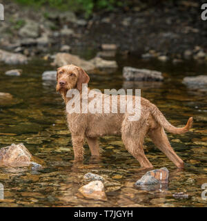 Ungarisch drahthaarige vizsla Stockfoto