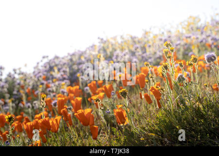 Elegante lacy Phacelia und orange Mohnblumen wachsen in einem wildflower Feld am Antelope Valley Poppy finden in Kalifornien während der Frühling super Blüte Stockfoto