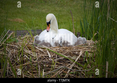 Mutter Höckerschwan und 6 frisch geschlüpfte Cygnets Stockfoto