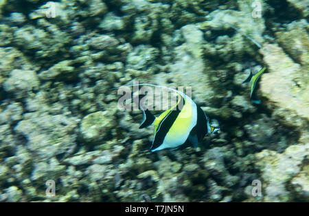 Butterfly Fisch auf den Seychellen Korallenriff Stockfoto