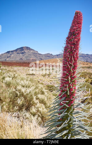 Turm von Juwelen Anlage (Echium wildpretii), endemische Arten auf der Insel Teneriffa Teide Nationalpark, Spanien. Stockfoto