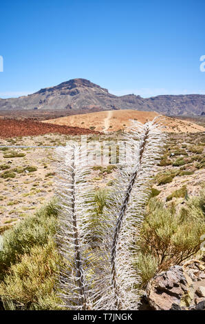 Getrocknete Turm von Juwelen Anlage (Echium wildpretii), endemische Arten auf der Insel Teneriffa Teide Nationalpark, Spanien. Stockfoto