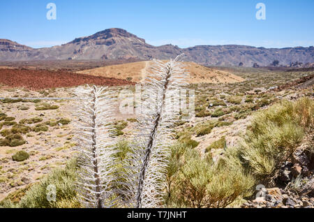 Getrocknete Turm von Juwelen Anlage (Echium wildpretii), endemische Arten auf der Insel Teneriffa Teide Nationalpark, Spanien. Stockfoto