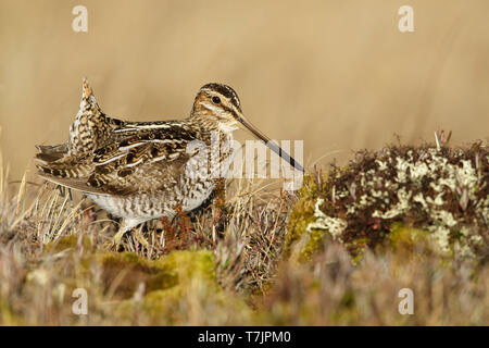 Nach Wilsons Bekassine (Gallinago delicata) in der umwerbung auf Tundra von Churchill, Manitoba in Kanada während der kurzen arktischen Sommer. Mit legte Schwanz. Stockfoto