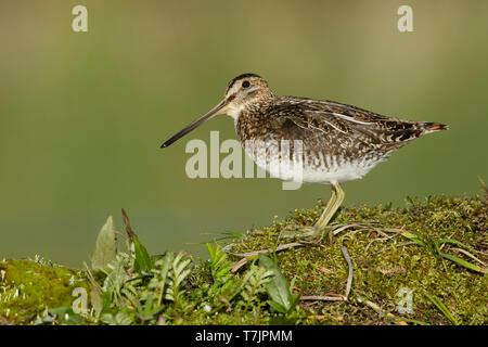 Nach Wilson's Snipe, Gallinago delicata Lac Le Jeune, B.C. Juni 2015 Stockfoto