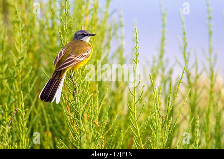 Erwachsene männliche Iberischen Schafstelze (Motacilla flava iberiae), salicorne Werk in Brutstätten thront, Ebro Delta, Spanien. Stockfoto