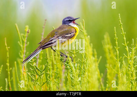 Nach singen männlichen Iberischen Schafstelze (Motacilla flava iberiae), thront und singen auf salicorne Werk in Brutstätten, Ebro Delta, Spanien. Stockfoto