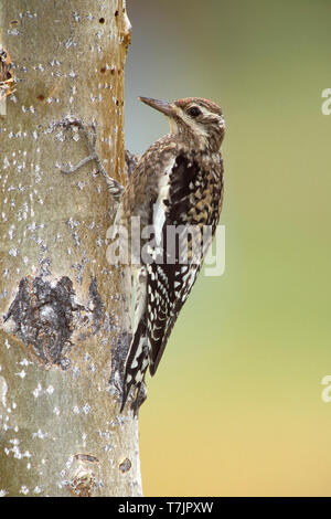 Unreife Yellow-bellied Sapsucker (Sphyrapicus varius) Kern Co., Kalifornien, USA, Oktober 2002 Stockfoto