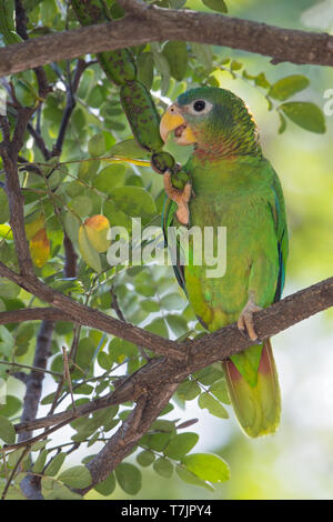 Yellow-billed Amazon (Amazona collaria) auf eine Zweigniederlassung, die in einem tropischen Wald auf der karibischen Insel Jamaika thront. Stockfoto