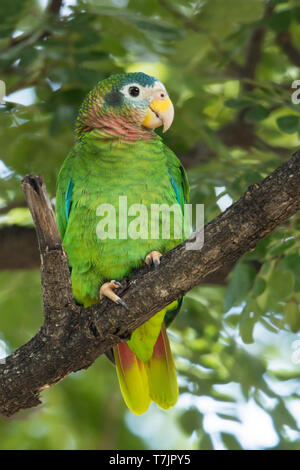 Yellow-billed Amazon (Amazona collaria) auf eine Zweigniederlassung, die in einem tropischen Wald auf der karibischen Insel Jamaika thront. Stockfoto