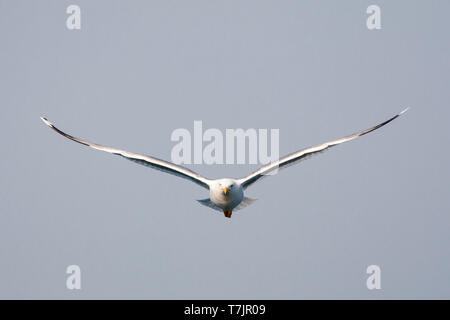 Nach Gelb-legged Gull (Larus michahellis michahellis) im Flug auf Lesbos, Griechenland. Direkt von vorne gesehen. Stockfoto
