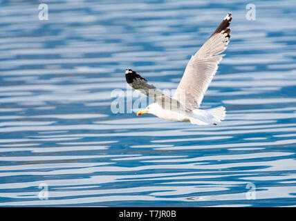 Yellow-legged Gull (Larus michahellis michahellis) Erwachsenen durch den Hafen oder Molivos auf Lesbos, Griechenland fliegen. Stockfoto
