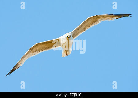 Dritten jahr Yellow-legged Gull (Larus michahellis michahellis) auf der Flucht vor einem strahlend blauen Himmel auf Lesbos, Griechenland. Von unten gesehen. Stockfoto