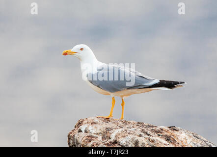 Yellow-legged Gull (Larus michahellis michahellis) auf Lesbos, Griechenland. Stockfoto
