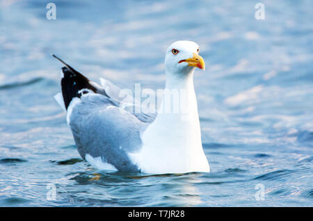 Nach Gelb-legged Gull (Larus michahellis michahellis) Schwimmen im Meer auch nach Sonnenuntergang auf Lesbos, Griechenland. Stockfoto