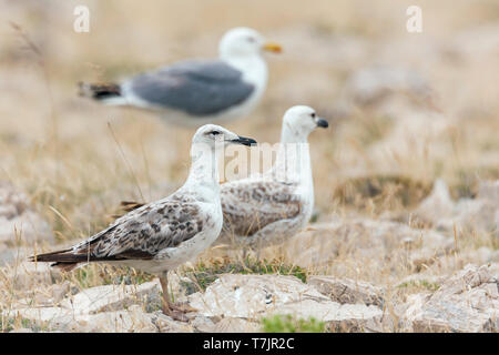 Im ersten Sommer gelb-legged Gull (Larus michahellis michahellis) stehen in einem Felsen Feld in Kroatien, mit mehr Möwen im Hintergrund. Stockfoto