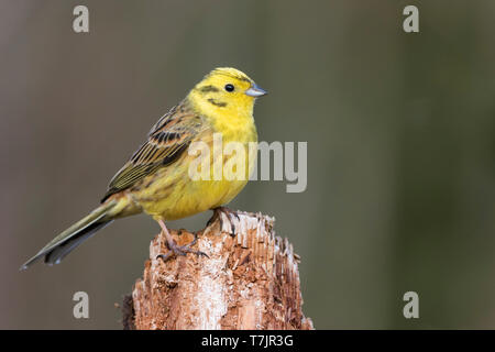 Erwachsene männliche Goldammer wären (Emberiza citrinella ssp. Citrinella), Deutschland, Stockfoto