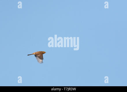 Überwinterung weiblich (Goldammer wären, Emberiza citrinella) fliegen vorbei in der Nähe der Küste in den Niederlanden. Stockfoto