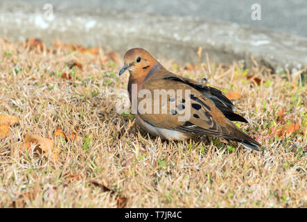 Zenaida Dove (Zenaida aurita) auf dem Boden sitzend in Barbados in der Karibik. Stockfoto