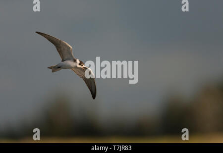 Kinder schwarz Tern (Chlidonias niger) im Flug, von der Seite, die underwing gesehen. Stockfoto