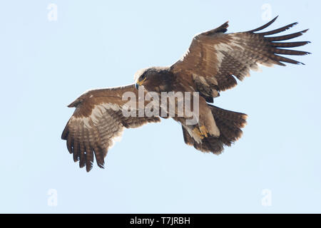 Unreife Steppe Eagle (Aquila nipalensis) im Flug über asiatische Müllkippe. Stockfoto