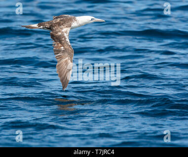 Im zweiten Jahr Northern Gannet (Morus bassanus) im Flug aus Cornwall, Großbritannien. Stockfoto