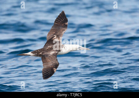 Im zweiten Jahr Northern Gannet (Morus bassanus) im Flug aus Cornwall, Großbritannien. Stockfoto