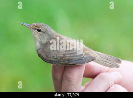 Eurasischen Teichrohrsänger (Acrocephalus scirpaceus) in der Hand. Gefangen und Ende August auf der klingelnden Station von Nijmegen, Niederlande gebändert. Stockfoto