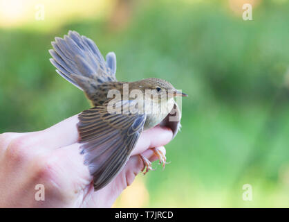 Gemeinsame Grasshopper Warbler (Locustella naevia) an der Vogelberingung von Nijmegen, Niederlande im späten August gefangen. Stockfoto