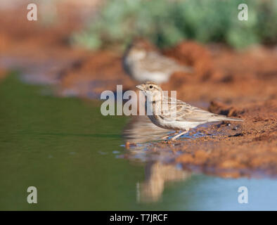 Nach mehr Short-toed Lerche (Calandrella brachydactyla brachydactyla) im Spanischen Steppen in der Nähe von Belchite, Spanien. Stockfoto