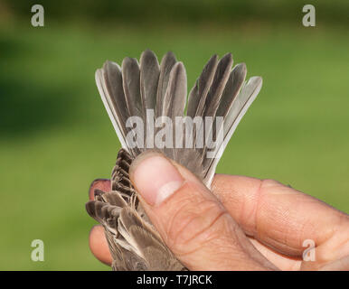 Lesser Whitethroat (Sylvia curruca) Ende August am klingelnden Station von Nijmegen, Niederlande gefangen. Nahaufnahme der Rute. Stockfoto