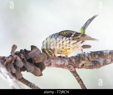 Unreifen männlichen europäischen Girlitz (Serinus serinus) mit einem Jucken. Auf einer Kiefer twig im Zentrum Spaniens gelegen Stockfoto