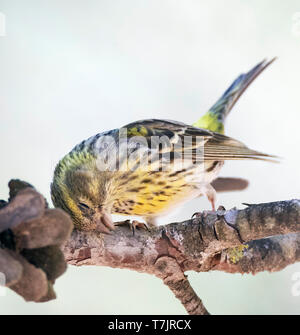 Unreifen männlichen europäischen Girlitz (Serinus serinus) mit einem Jucken. Auf einer Kiefer twig im Zentrum Spaniens gelegen Stockfoto