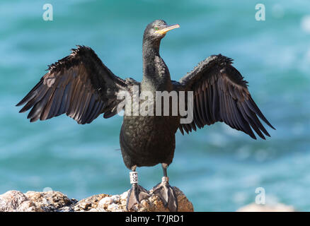 Mediterrane Shag (Phalacrocorax aristotelis desmarestii) an der Küste von Calella in Katalonien, Spanien. In den nicht nach-Zucht, Gefieder, ihre Flügel trocknen Stockfoto