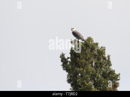 Unreife Black-winged Kite (Elanus caeruleus) im Delta Rosas, Spanien. Stockfoto