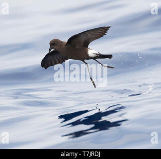 Wilson's Storm Petrel (Oceanites Oceanicus) von Madeira. Eine der häufigsten Vogelarten der Welt. Stockfoto