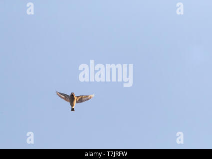 (Hawfinch Coccothraustes coccothraustes) Migration entlang der bulgarischen Küste im Herbst. Stockfoto