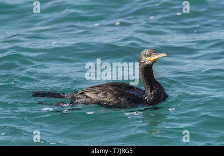 Mediterrane Shag (Phalacrocorax aristotelis desmarestii) an der Küste von Calella in Katalonien, Spanien. Erwachsener im Winter Gefieder schwimmen im Meer. Stockfoto