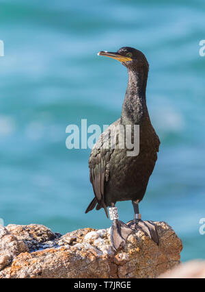 Mediterrane Shag (Phalacrocorax aristotelis desmarestii) an der Küste von Calella in Katalonien, Spanien. Beringt Erwachsenen im Herbst bereits im Winter pluma Stockfoto