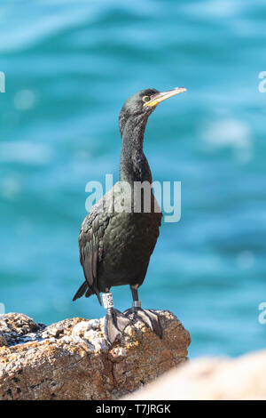 Mediterrane Shag (Phalacrocorax aristotelis desmarestii) an der Küste von Calella in Katalonien, Spanien. Erwachsener im Herbst bereits im Winter Gefieder. Stockfoto