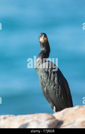 Nach Mittelmeer Shag (Phalacrocorax aristotelis desmarestii) im Herbst Gefieder auf einem Felsen an der Küste von Barcelona in Katalonien, Spanien. Stockfoto