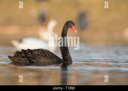 Nach Schwarzer Schwan (Cygnus atratus) Schwimmen in einem See in Deutschland im Winter. Stockfoto