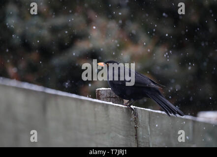 Männliche gemeinsame Amsel (Turdus merula) sitzen auf Garten französisch in einem städtischen Gebiet in Wageningen in den Niederlanden im Winter. Stockfoto