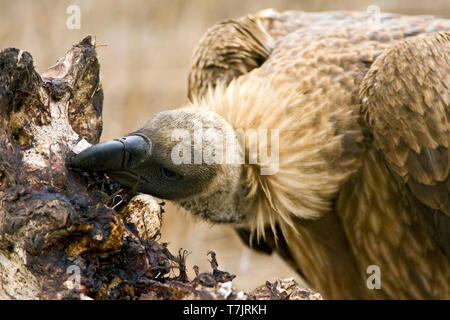 Porträt einer vom Aussterben bedrohten Afrikanischen Weiß-backed Vulture (Tylose in Africanus) Essen von einem Löwen töten in Kruger Nationalpark in Südafrika. Stockfoto