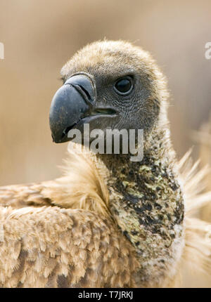 Porträt einer vom Aussterben bedrohten Afrikanischen Weiß-backed Vulture (Tylose in Africanus) an einen Löwen töten in Kruger Nationalpark in Südafrika. Stockfoto