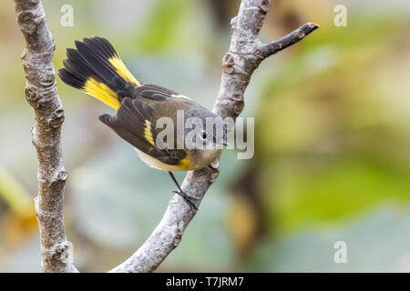 Im ersten Winter männliche Amerikanische Redstart thront auf einem Feigenbaum im Gully der mittleren Felder in Corvo, Azoren. Oktober 11, 2018. Stockfoto