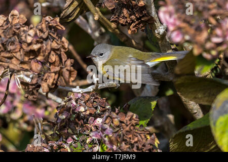 Unreife weibliche amerikanische Redstart thront auf einem Zweig der Hydrangea in der Nähe des Leuchtturms Tal, Corvo, Azoren. Oktober 10, 2018. Stockfoto