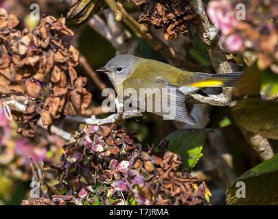 Unreife weibliche amerikanische Redstart thront auf einem Zweig der Hydrangea in der Nähe des Leuchtturms Tal, Corvo, Azoren. Oktober 10, 2018. Stockfoto